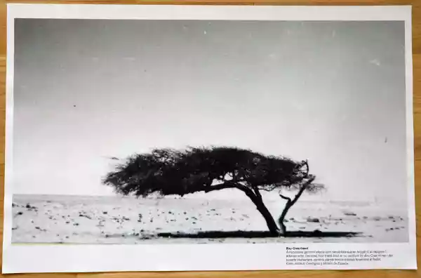 View of the artwork on the table instide the ferry, detail view of one of the placemet prints on textile (Arbol de Bou-Craa: an acacia tree in the desert).