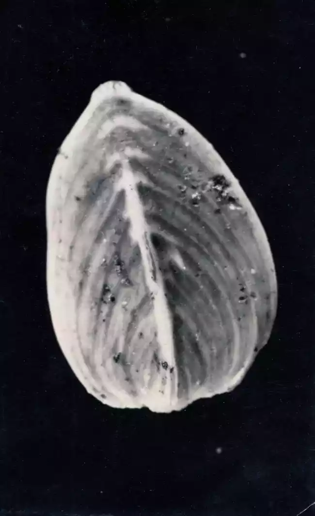 Image of the Frondicularia Fosfatica, an example of marine life fossils creating phosphate deposits.